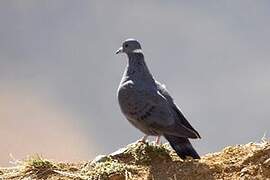 Pigeon à collier blanc