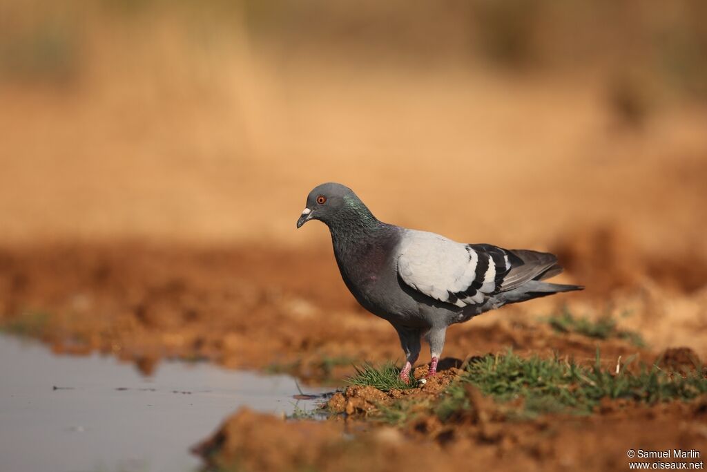 Pigeon bisetadulte