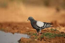 Rock Dove