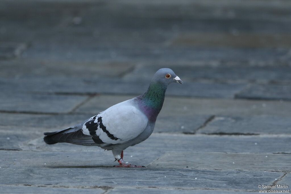 Pigeon bisetadulte