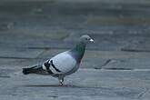 Pigeon biset