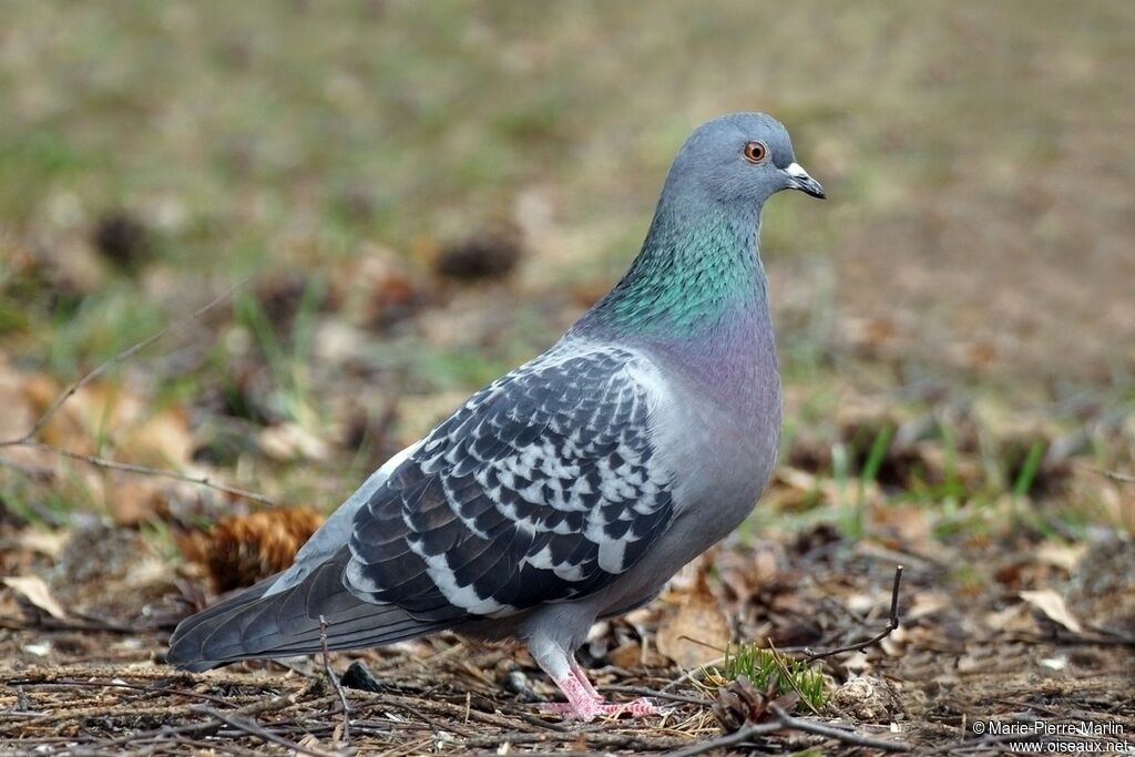 Pigeon bisetadulte