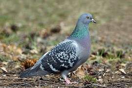 Rock Dove