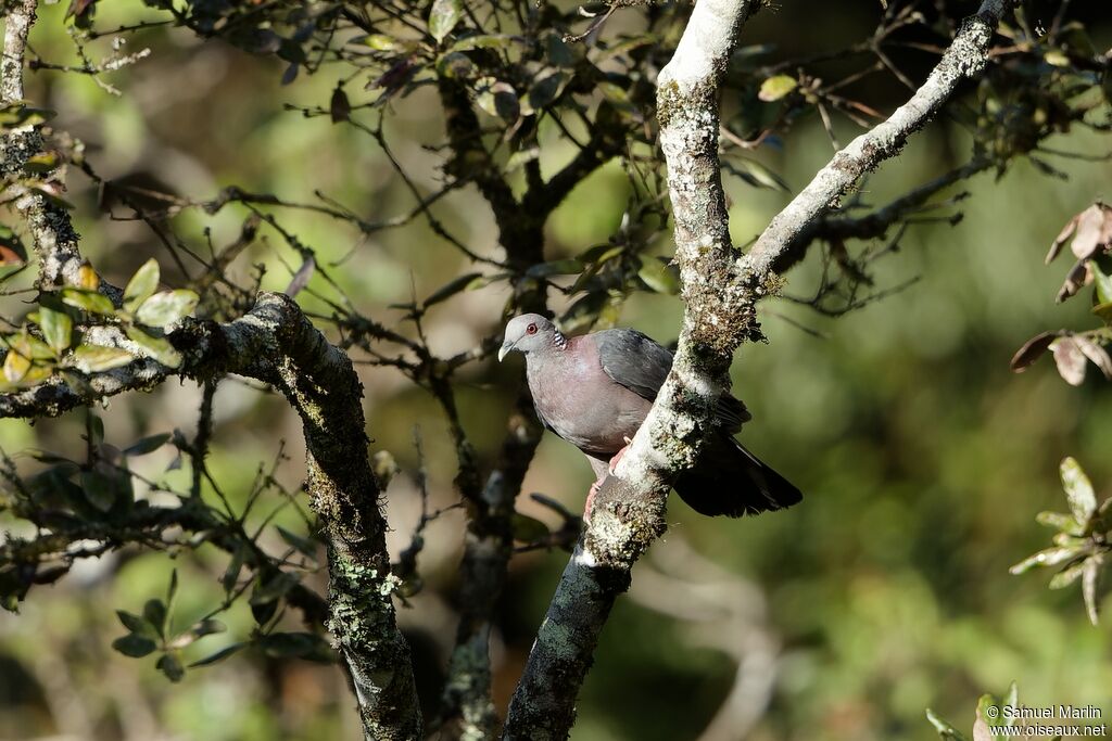 Sri Lanka Wood Pigeonadult