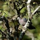 Pigeon de Ceylan