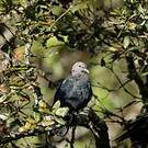 Pigeon de Ceylan