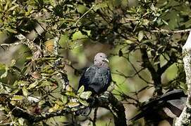 Sri Lanka Wood Pigeon