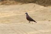 Pigeon de Madagascar