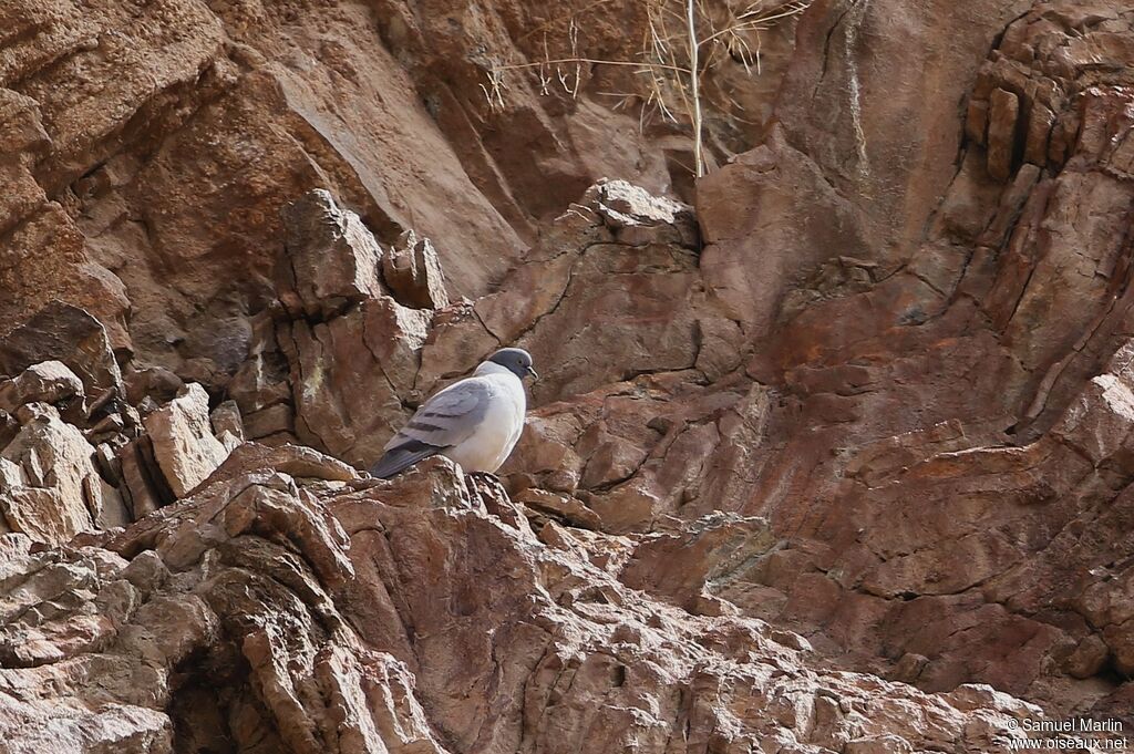 Pigeon des neigesadulte