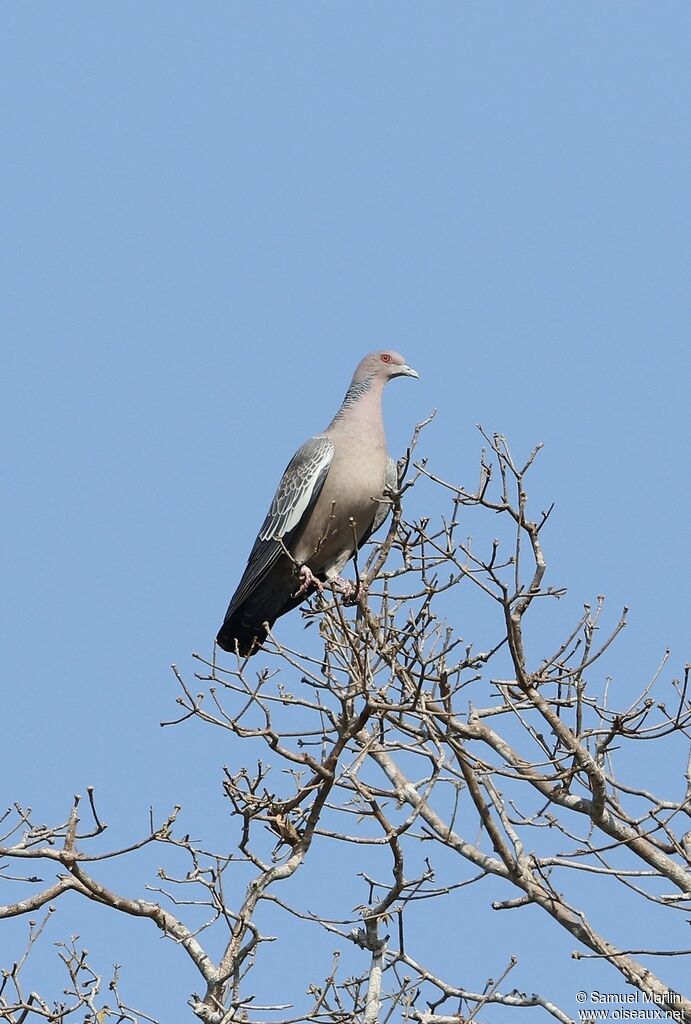 Picazuro Pigeonadult