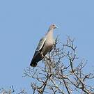 Pigeon picazuro