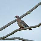 Pigeon picazuro