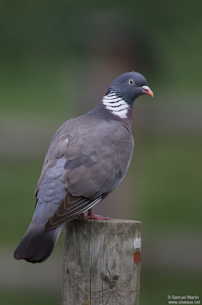 Common Wood Pigeonadult