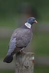 Pigeon ramier