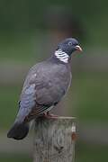 Common Wood Pigeon