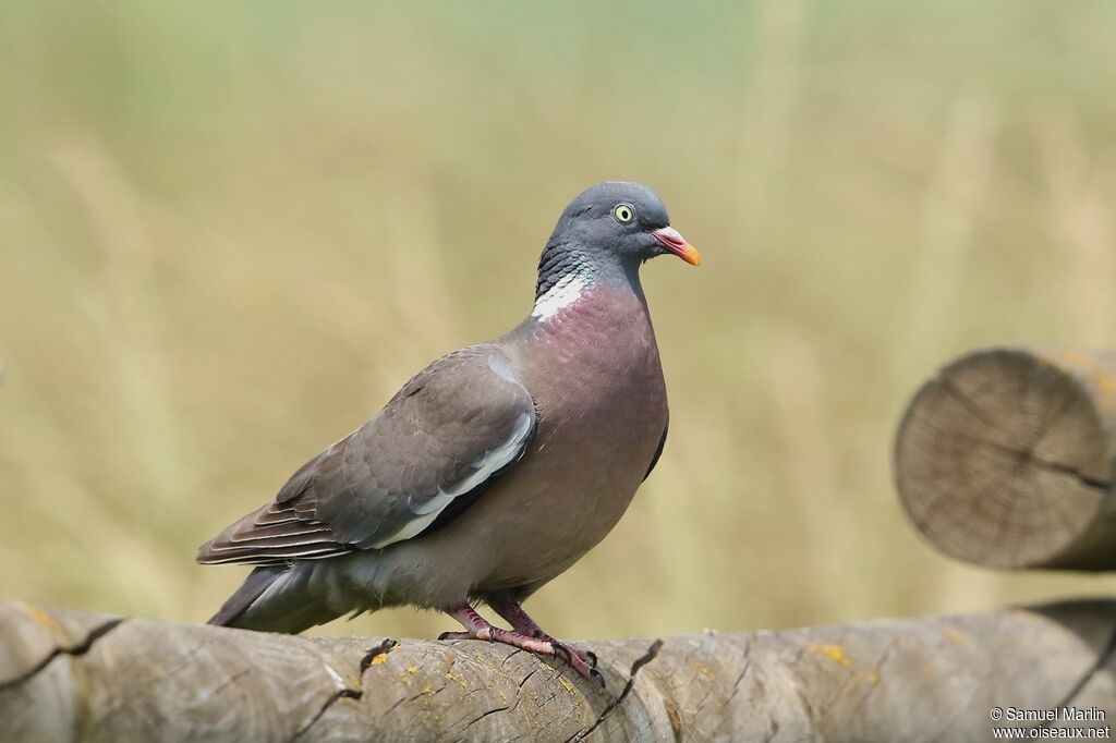 Common Wood Pigeon