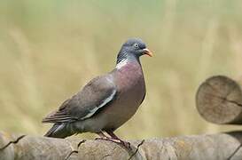 Common Wood Pigeon