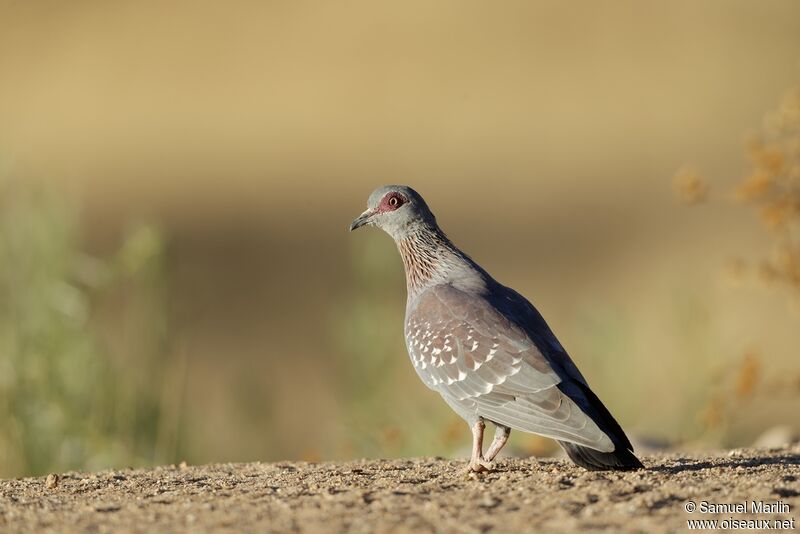 Pigeon roussardadulte