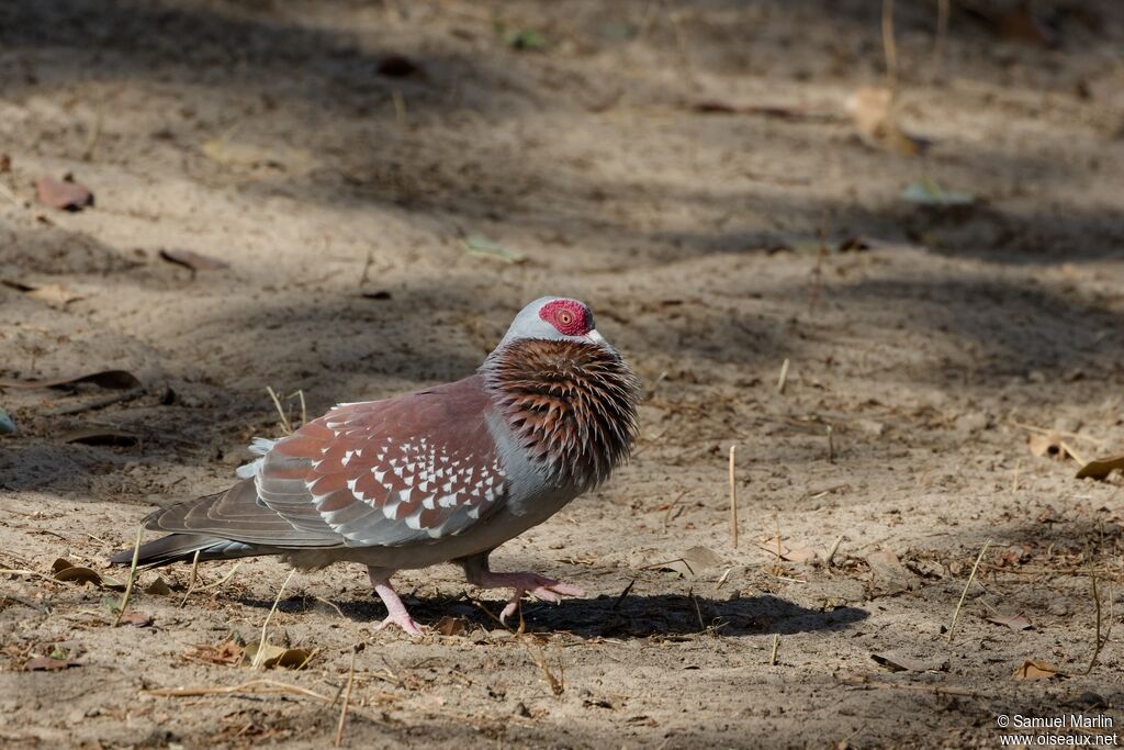 Pigeon roussard