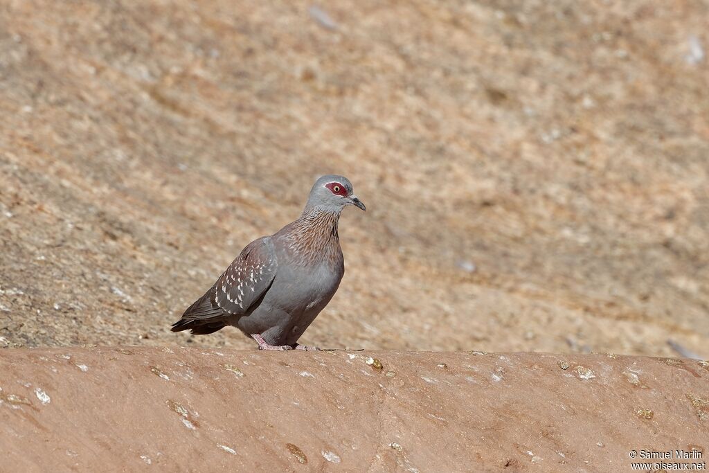 Pigeon roussardadulte