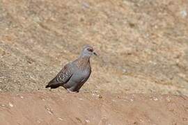 Speckled Pigeon