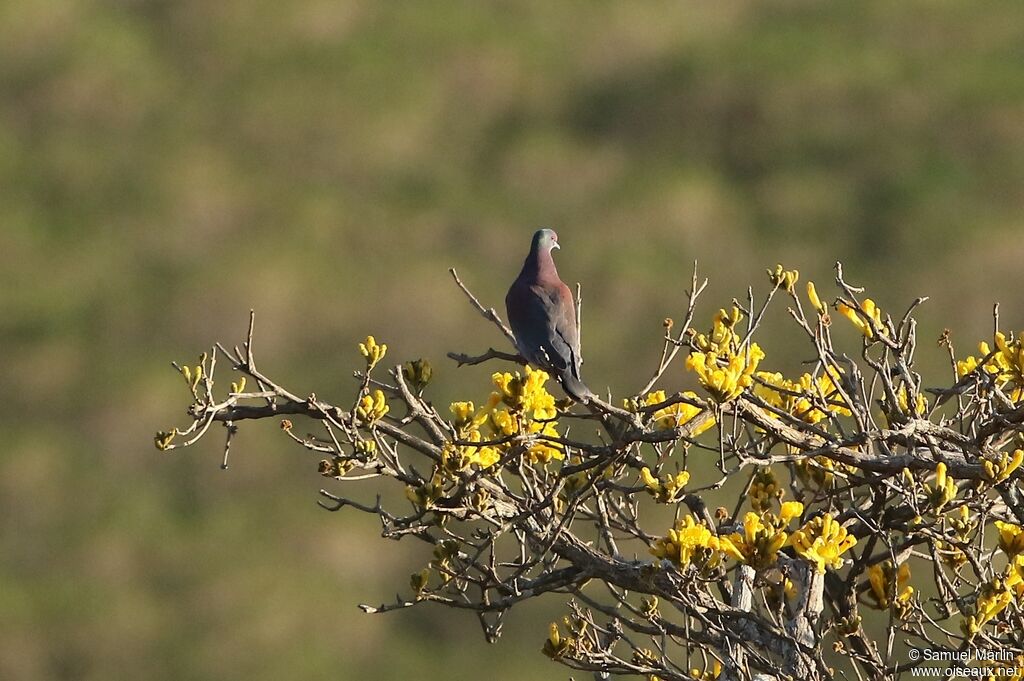 Pigeon roussetadulte