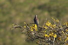 Pale-vented Pigeon