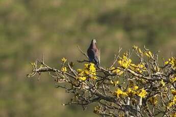 Pigeon rousset