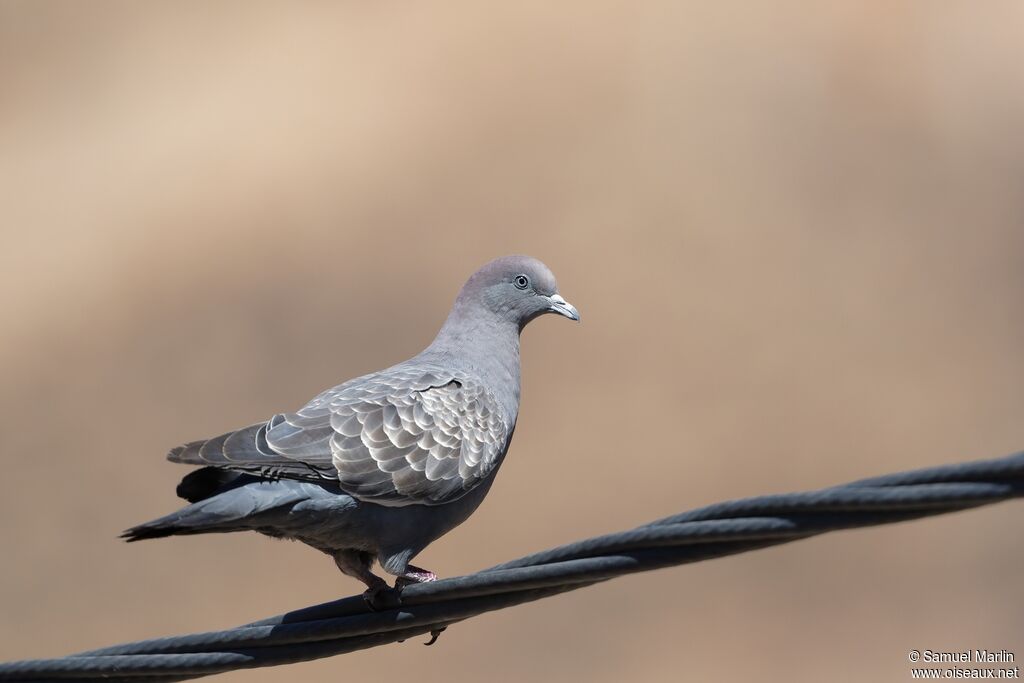 Pigeon tigré