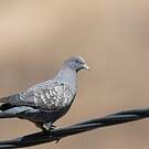Pigeon tigré