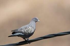 Spot-winged Pigeon