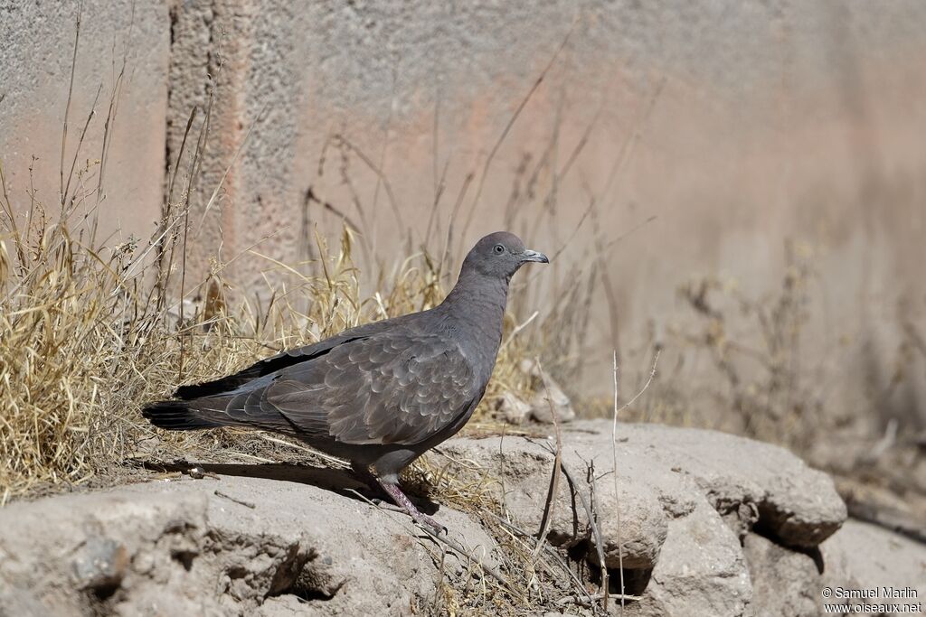 Spot-winged Pigeonadult