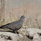 Pigeon tigré