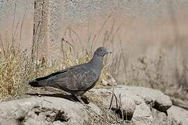 Spot-winged Pigeon