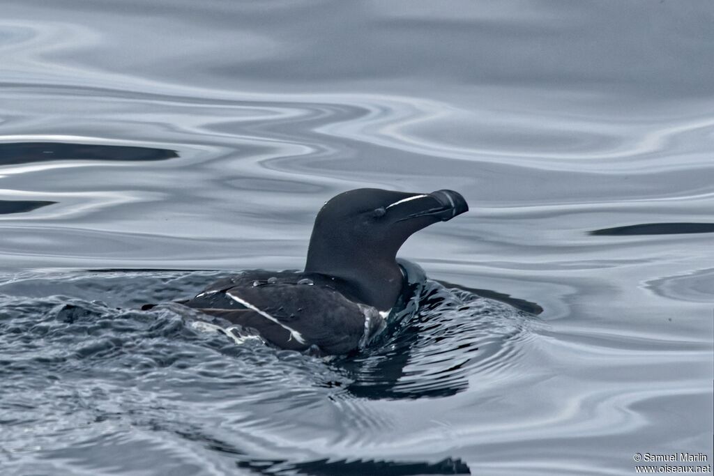 Pingouin tordaadulte