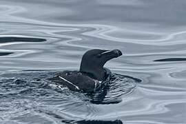 Razorbill