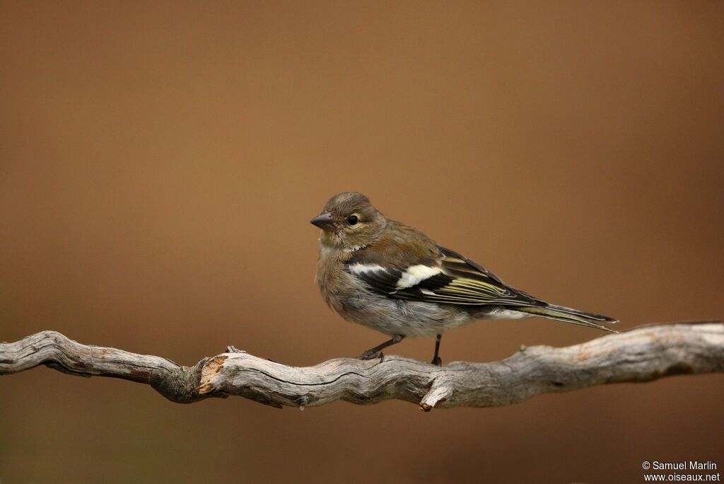 Common Chaffinch female adult