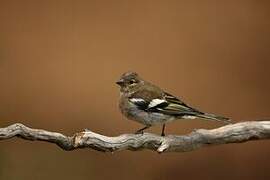 Eurasian Chaffinch