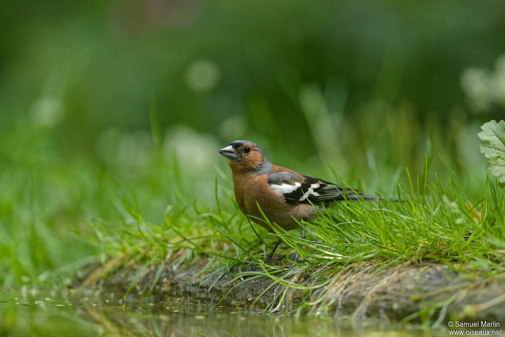 Common Chaffinch