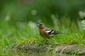 Common Chaffinch