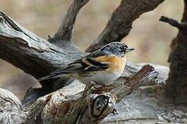 Brambling