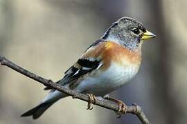 Brambling