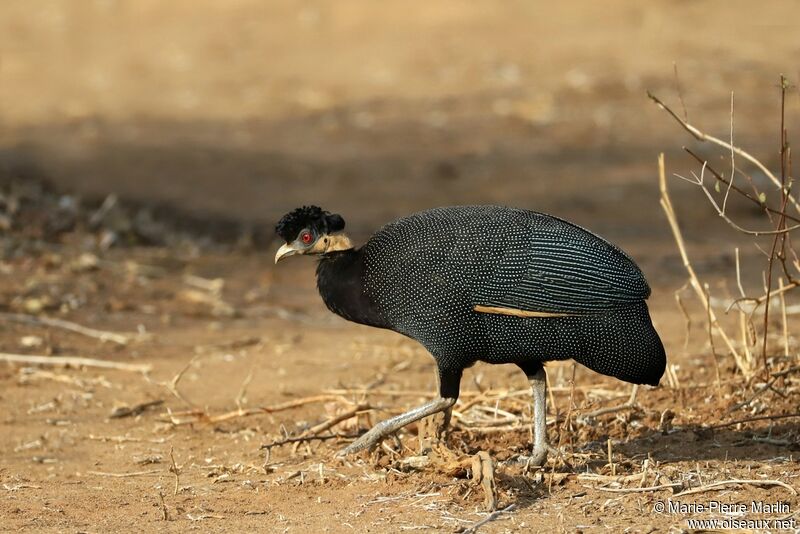 Southern Crested Guineafowlimmature, identification