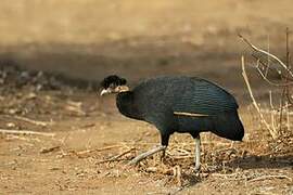 Southern Crested Guineafowl