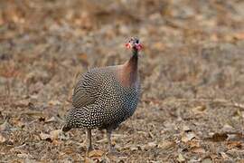 Helmeted Guineafowl