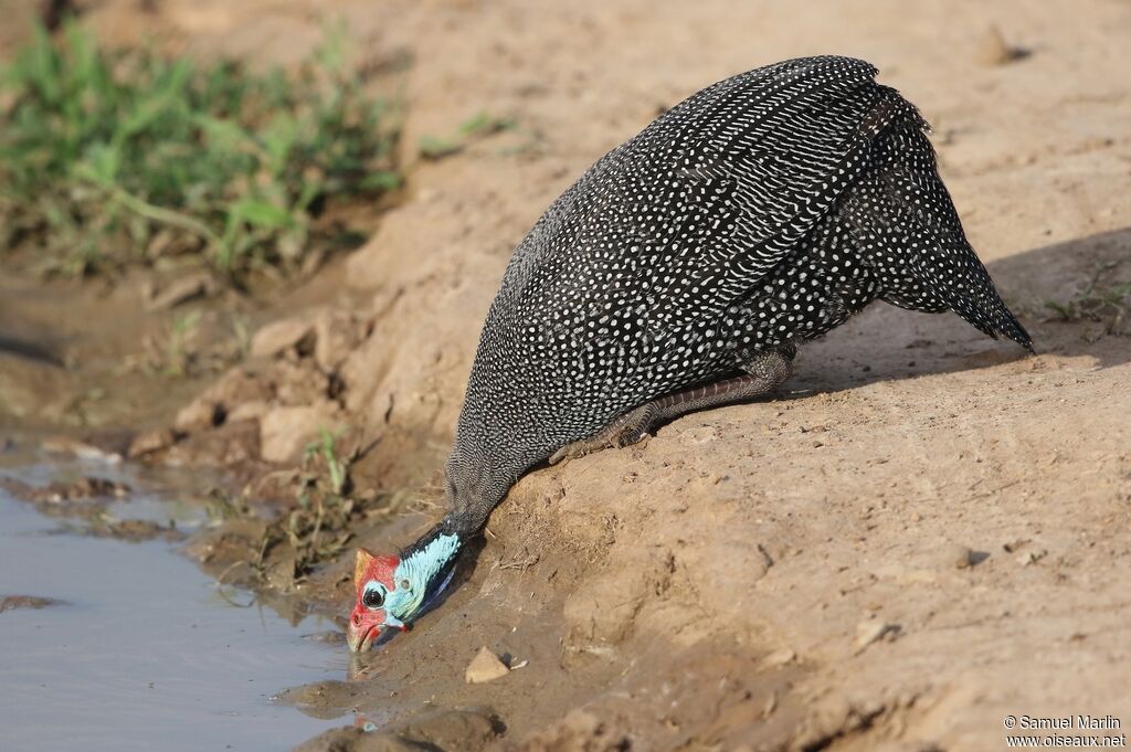 Helmeted Guineafowl