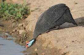 Helmeted Guineafowl