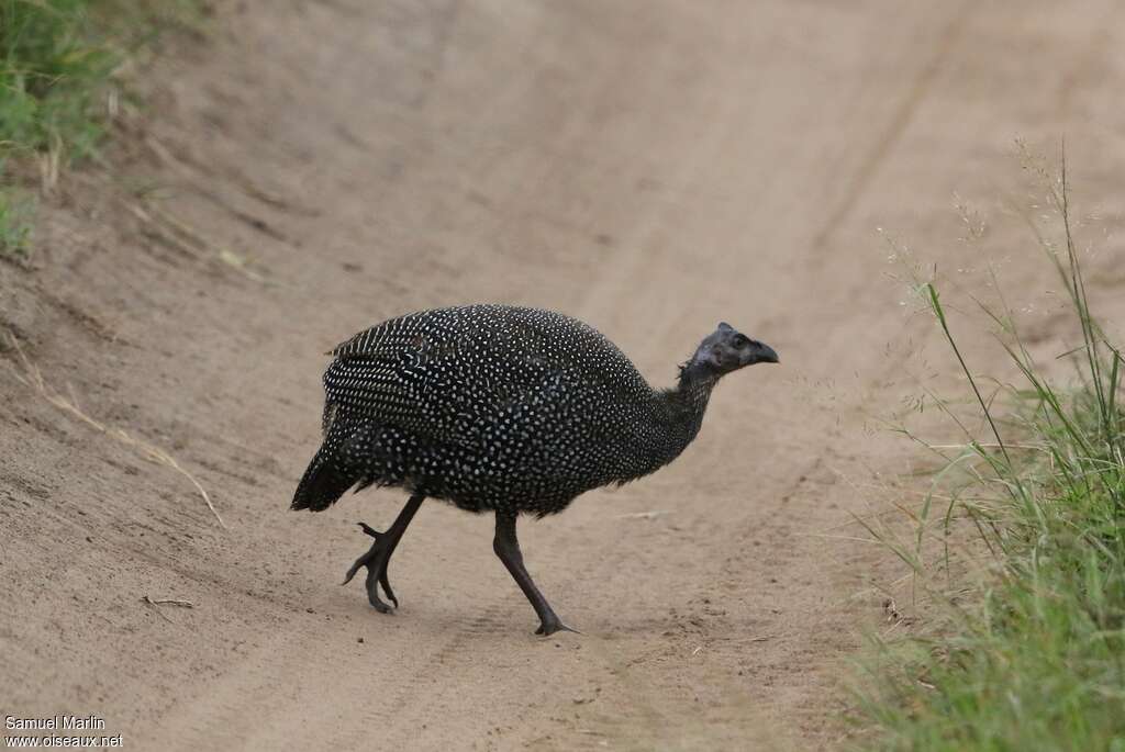 Helmeted Guineafowljuvenile, identification