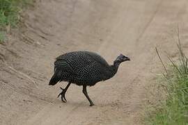 Helmeted Guineafowl