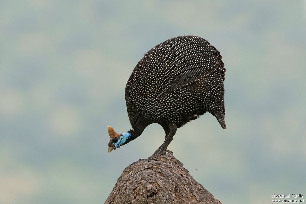 Helmeted Guineafowladult